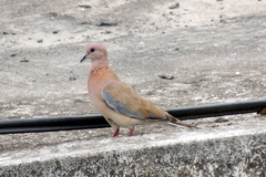 Streptopelia senegalensis