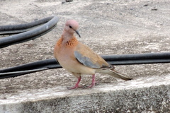 Streptopelia senegalensis