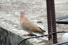 Streptopelia senegalensis