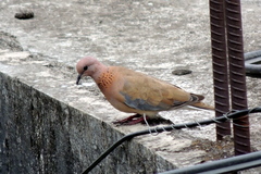 Streptopelia senegalensis