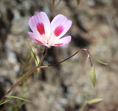 Clarkia gracilis sonomensis