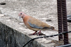 Streptopelia senegalensis