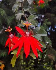 Coccinea