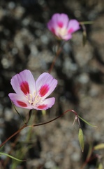 Clarkia gracilis sonomensis
