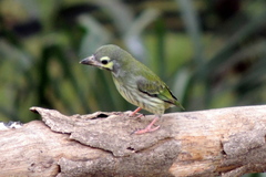 Psilopogon haemacephalus