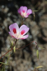 Clarkia gracilis sonomensis