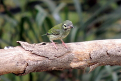 Psilopogon haemacephalus