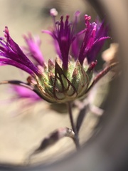 Monardella douglasii