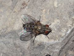 Taxigramma
