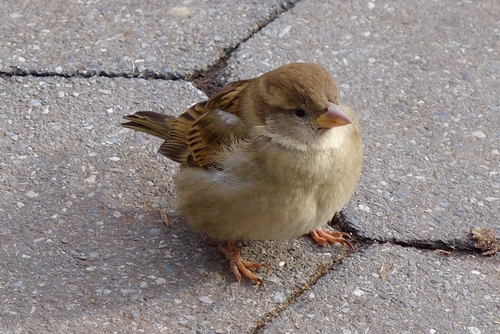House Sparrow photographed in New York