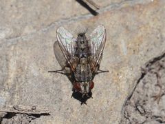 Taxigramma