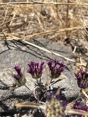 Monardella douglasii