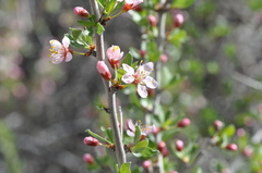 Prunus andersonii