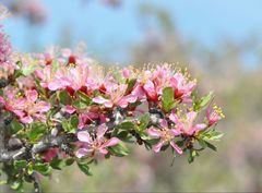 Prunus andersonii