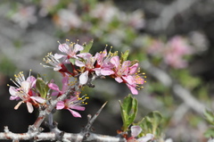 Prunus andersonii