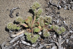 Chorizanthe howellii