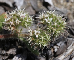 Chorizanthe howellii