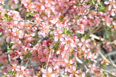 Prunus andersonii
