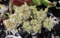 Chorizanthe howellii