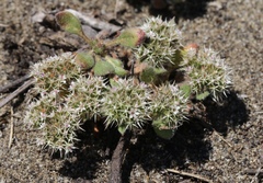 Chorizanthe howellii