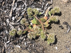 Chorizanthe howellii