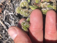 Chorizanthe howellii