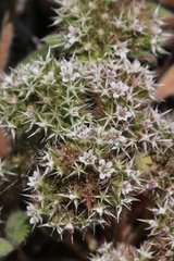 Chorizanthe howellii