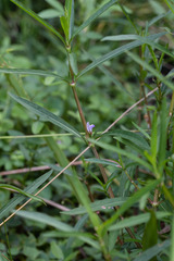 Hygrophila angustifolia
