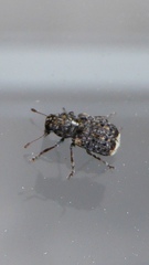 Dissoleucas niveirostris
