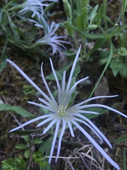 Silene nelsonii
