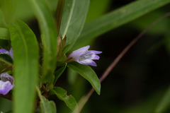 Hygrophila angustifolia