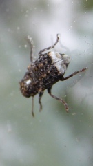 Dissoleucas niveirostris