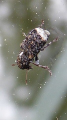 Dissoleucas niveirostris