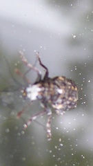 Dissoleucas niveirostris