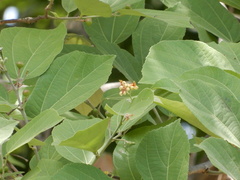 Grewia tiliifolia