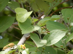 Grewia tiliifolia