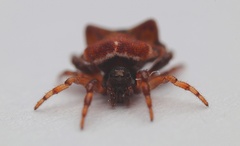 Phoroncidia quadrata