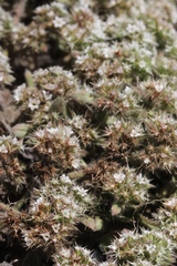 Chorizanthe howellii