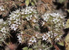 Chorizanthe howellii