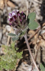 Trifolium macraei