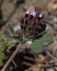 Trifolium macraei