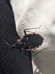 Triatoma sanguisuga