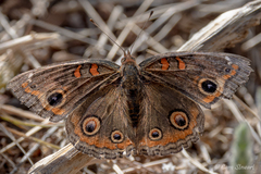 Junonia nigrosuffusa