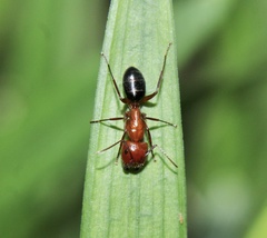 Camponotus discolor