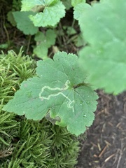 Phytomyza tiarellae