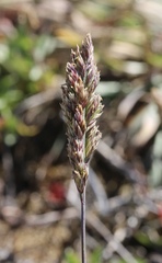 Agrostis blasdalei