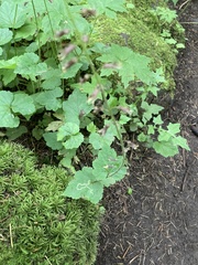 Phytomyza tiarellae
