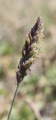 Agrostis blasdalei