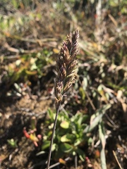 Agrostis blasdalei