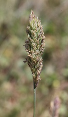 Agrostis blasdalei